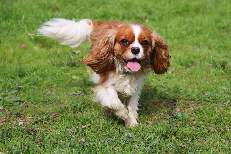 Cavalier King Charles Spaniel | Shutterstock