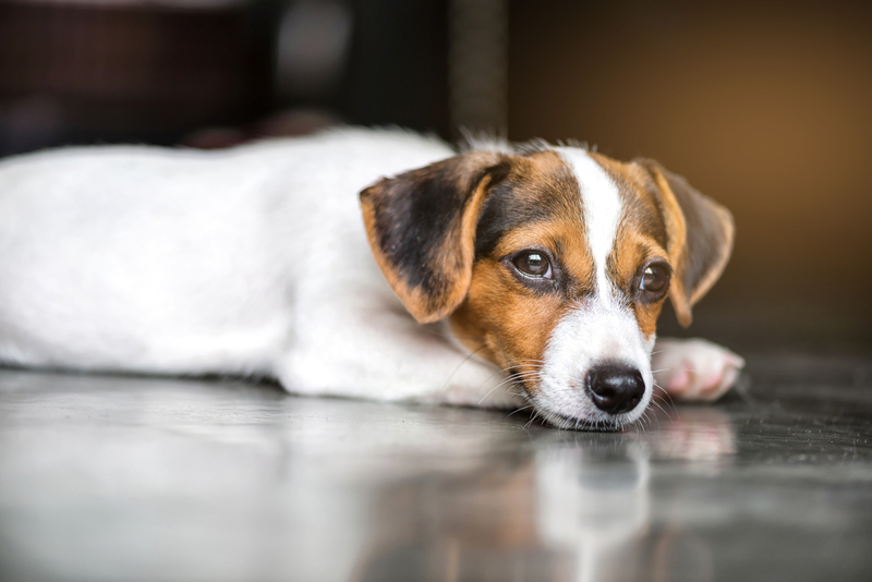 Jack Russell Terrier | Shutterstock