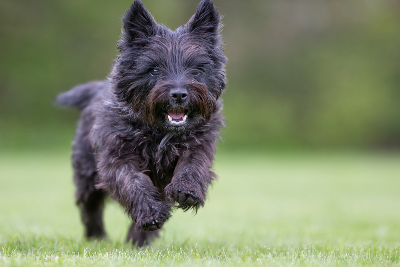 Cairn Terrier | Shutterstock