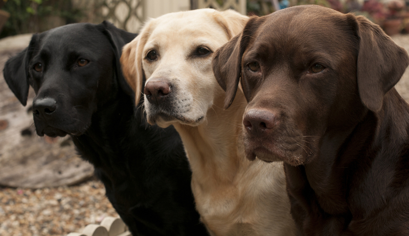 Labrador Retriever | Shutterstock