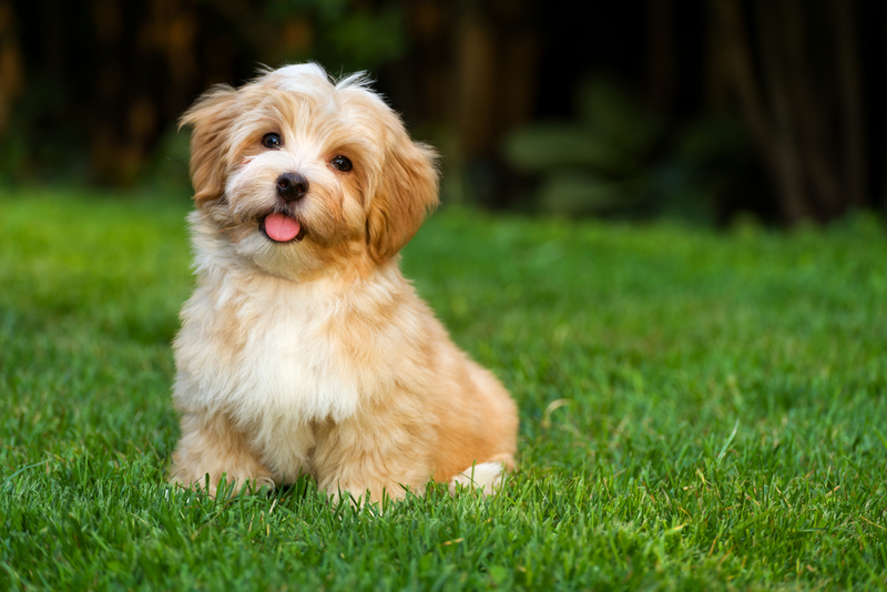 Havanese | Shutterstock