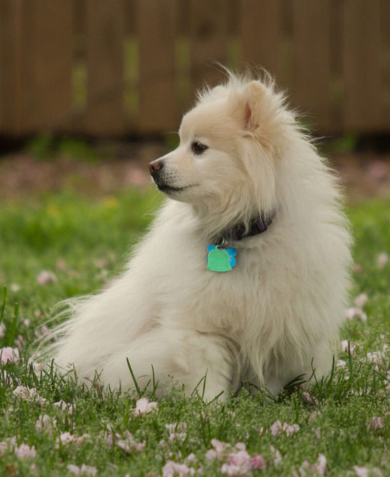 American Eskimo Toy | Shutterstock