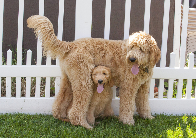 Goldendoodle | Shutterstock