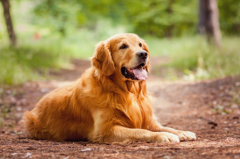 Golden Retriever | Shutterstock