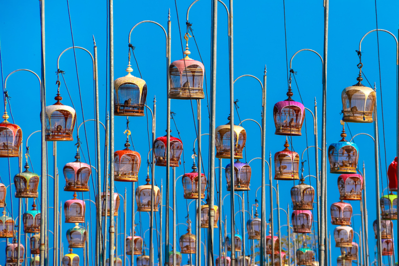 El sonido de los pájaros exóticos | Alamy Stock Photo by Phatthaya Awisu 