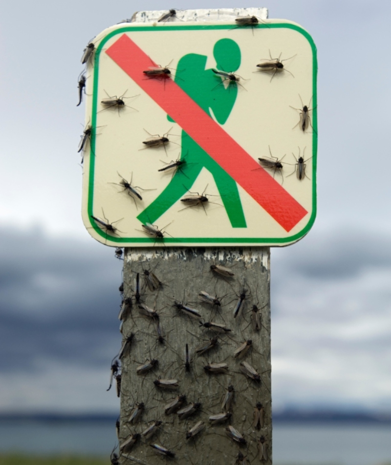 No encontrarás mosquitos en Islandia | Alamy Stock Photo by Erlend Haarberg/naturepl.com/Nature Picture Library