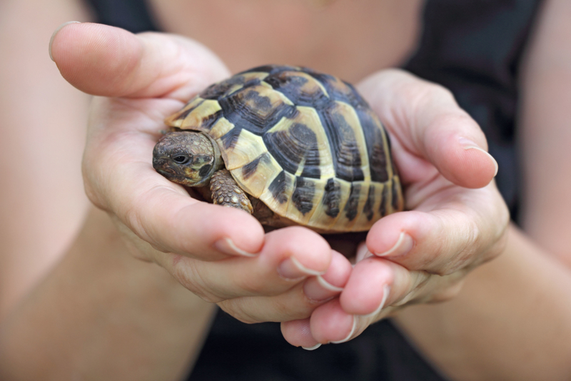 No se permite tener reptiles de mascota | Alamy Stock Photo by Ivan Smuk 