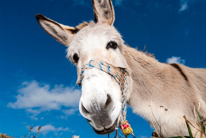 Arizona Donkies Never Sleep in the Tub | Getty Images photo by bildbaendiger