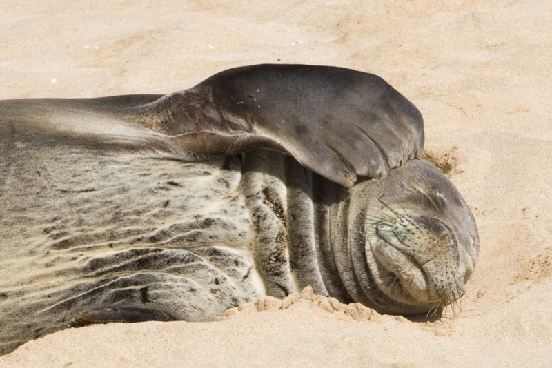 Las focas monje son muy somnolientas | Getty Images Photo by Hal Beral