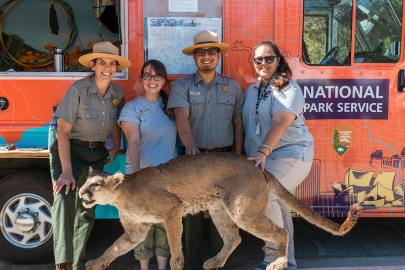 A Celebrity Mountain Lion | Alamy Stock Photo