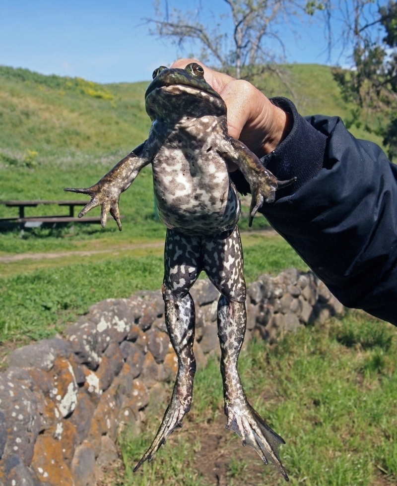 Touching Frogs or Toads Gives You Warts | Alamy Stock Photo