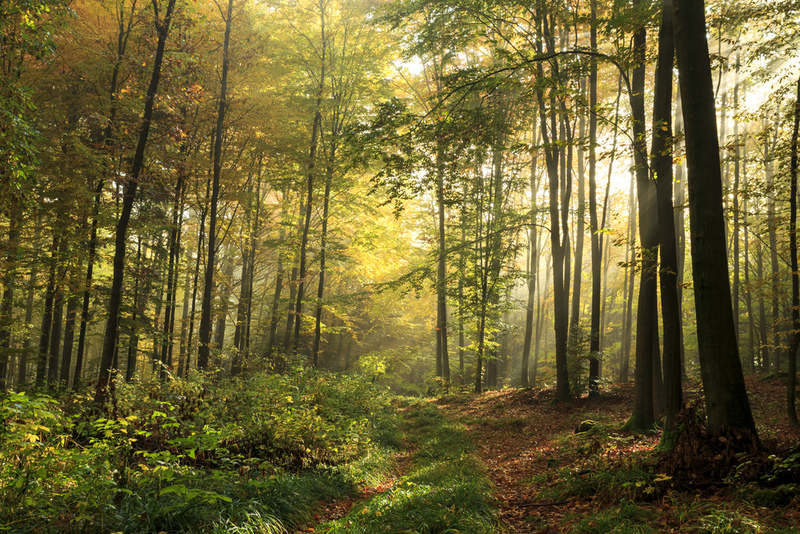 The Tree Falling in the Woods Discovery Got a Nobel Prize | Shutterstock