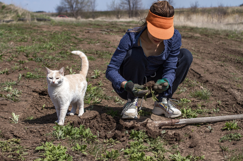 Cultiva tu propia hierba gatera | Shutterstock Photo by Elena Kotova