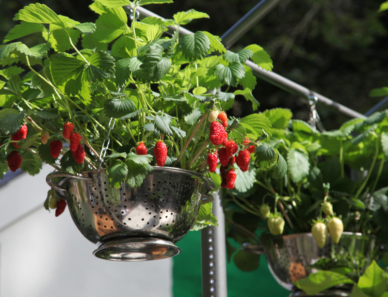 Grow Veggies in a Colander | Alamy Stock Photo by Ros Drinkwater 