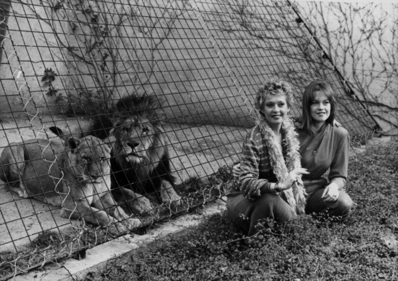 The Lion Attack | Getty Images Photo by Central Press