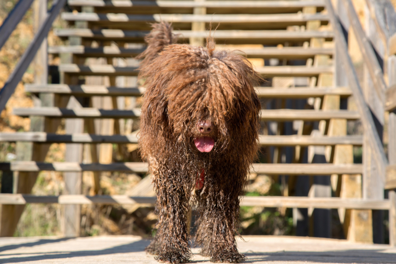 Spanischer Wasserhund | Alamy Stock Photo by Kevin George