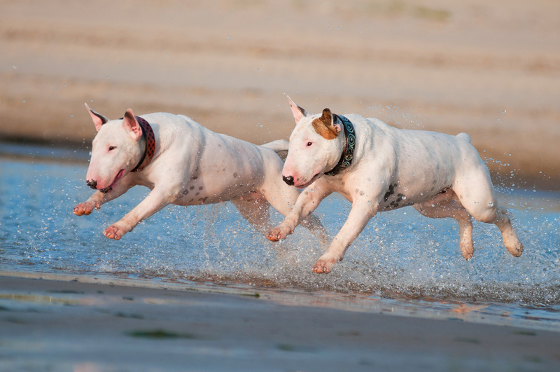 Bullterrier | otsphoto/Shutterstock