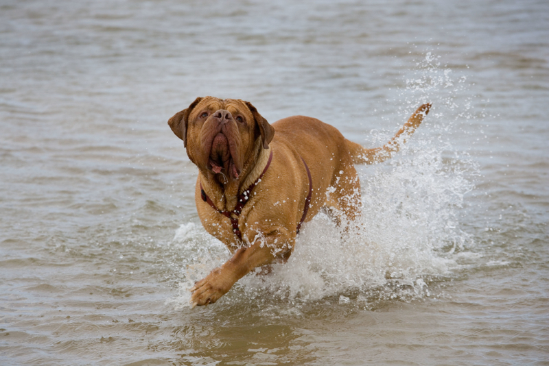 Bordeauxdogge | Alamy Stock Photo by Ernie Janes