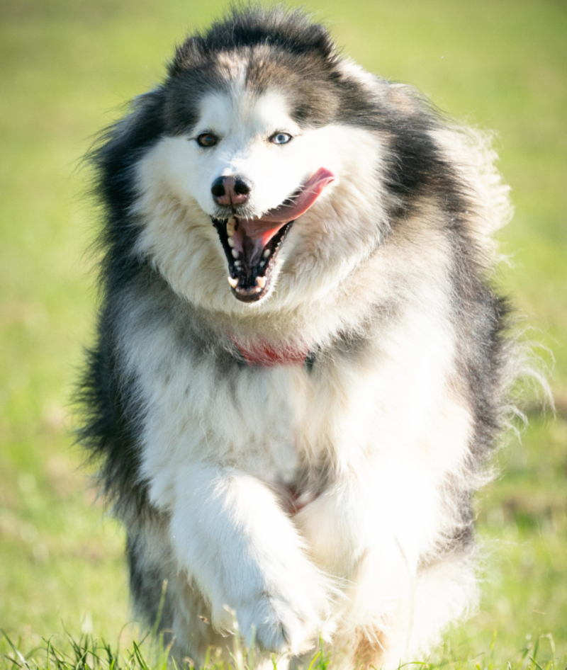 Malamute | Alamy Stock Photo by dave vowden