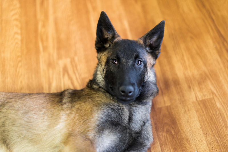 Belgischer Malinois | Alamy Stock Photo by Mary Perry