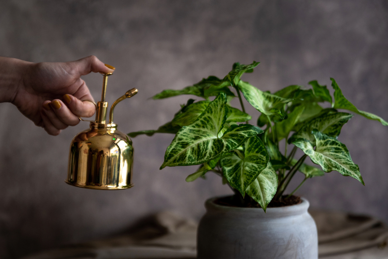 Fomenta el crecimiento saludable de las plantas | Shutterstock