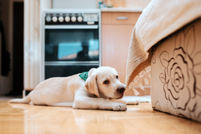 Möbel anknabbern heißt nicht, dass sie hungrig sind | Shutterstock Photo by Branislav Nenin