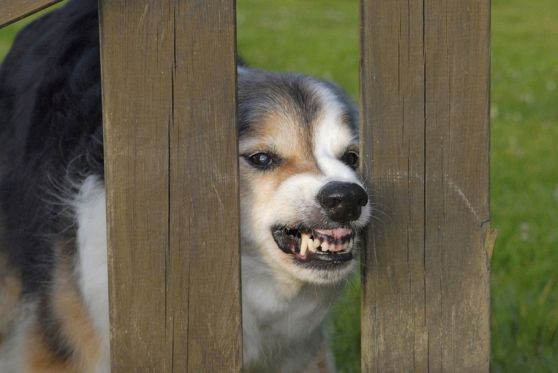 Faltenbildung in der Schnauze | Getty Images Photo by BSIP