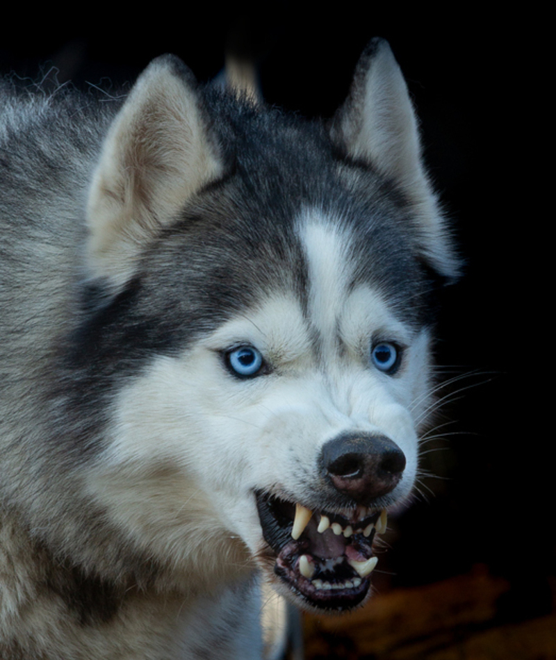 Knurren (und sanftes Knurren) | Getty Images Photo by Mikhail Pankov/EyeEm