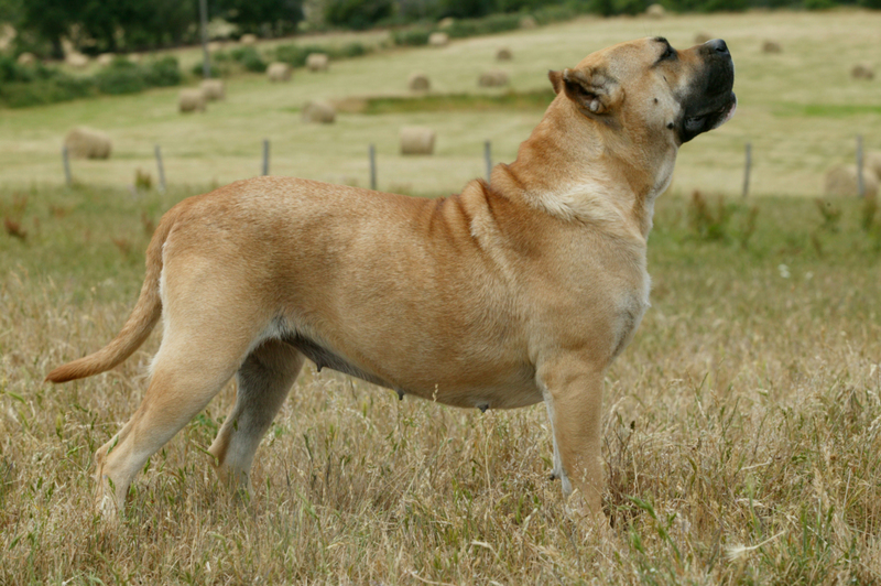 Schnüffeln in der Luft | Getty Images Photo by Auscape