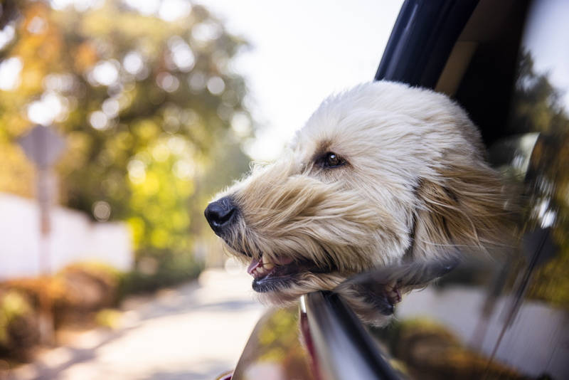 Wenn sein Kopf aus dem Autofenster ragt ... | Getty Images Photo by adamkaz