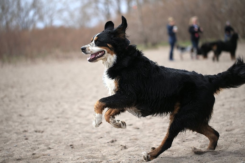 Ihre Schwänze sagen genauso viel wie ihre Augen | Getty Images Photo by Rene Johnston