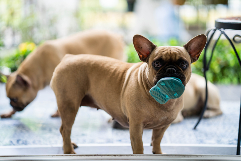 Wenn euer Hund euch ein Geschenk bringt | Shutterstock Photo by Tienuskin