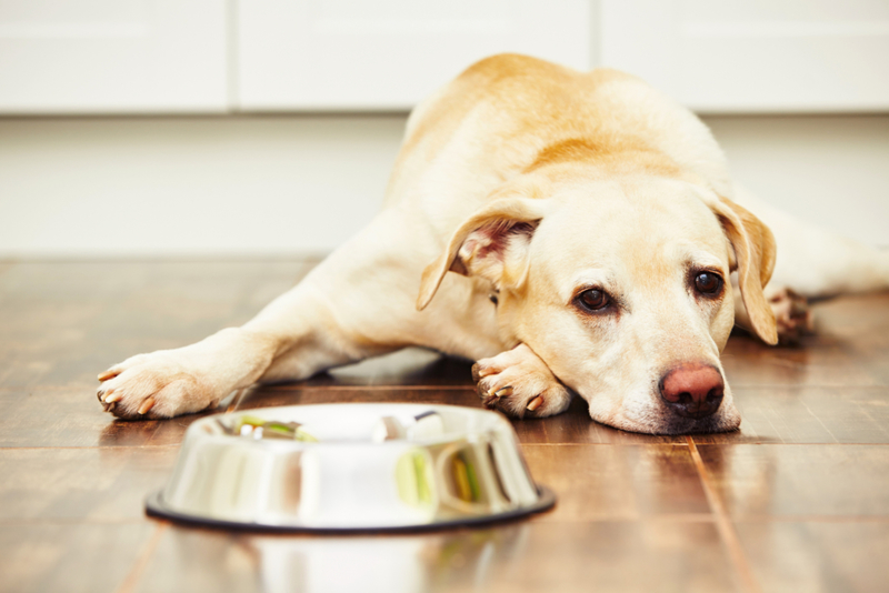 Mangelnder Appetit | Getty Images Photo by Chalabala