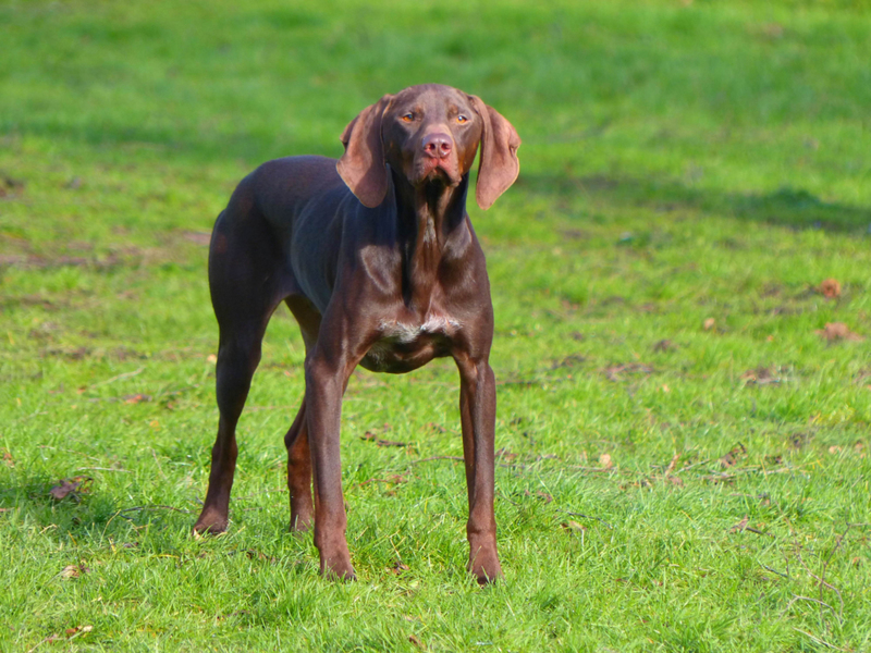 Mit der Schnauze zeigen | Getty Images Photo by ahloch