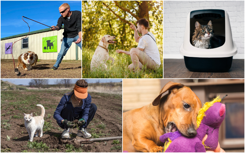 Haz tu vida más fácil con estos trucos para mascotas — Parte 2 | Shutterstock Photo by Ryan Brix & Parilov & Lightspruch & Elena Kotova & The Adaptive