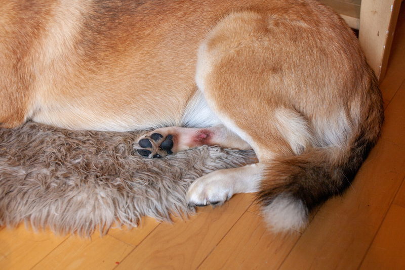 Pet Hot Spots | Shutterstock Photo by Ashley-Belle Burns