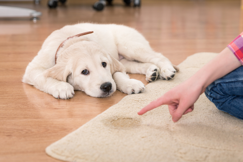 Pet Potty Training | Shutterstock Photo by Olimpik