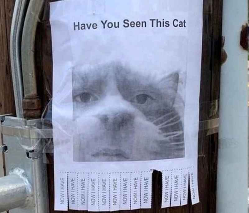 Meow if You’ve Seen Me! | Reddit.com/lovely_liability