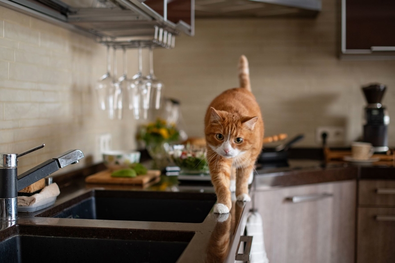 Countertop Cruising | Shutterstock Photo by EkaterinaSid