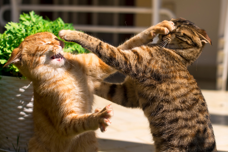 Slapstick Comedy | Shutterstock Photo by Mariya Ilmaz