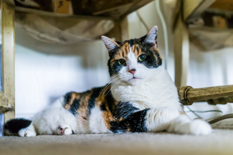 Eye of the Cat | Getty Images Photo by krblokhin