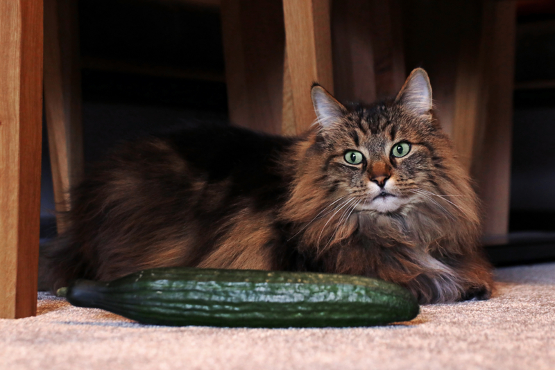 Cucumber Phobia | Getty Images Photo by Astrid860