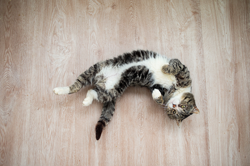 Squirming on the Floor | Shutterstock Photo by Alex Zotov