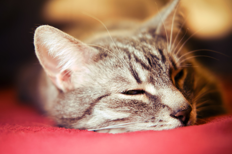 Shallow Sleep | Getty Images Photo by Andrey Zhuravlev