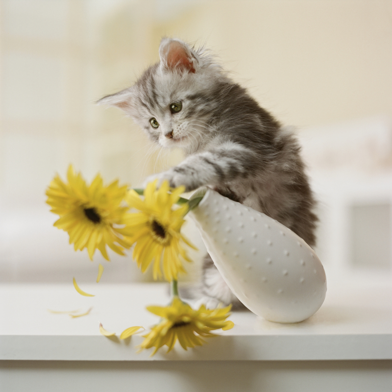 Knocking Objects Off Surfaces | Getty Images Photo by GK Hart/Vikki Hart