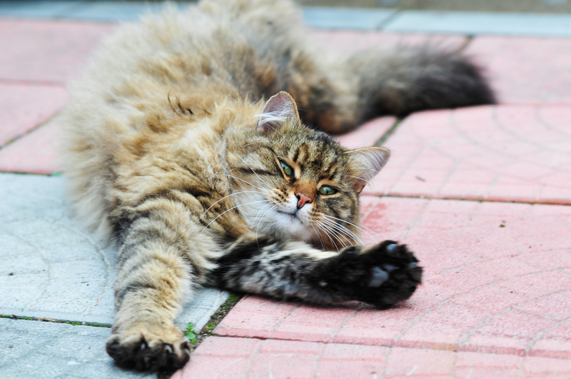 Always Stretching | Shutterstock Photo by Iuliia Ilina