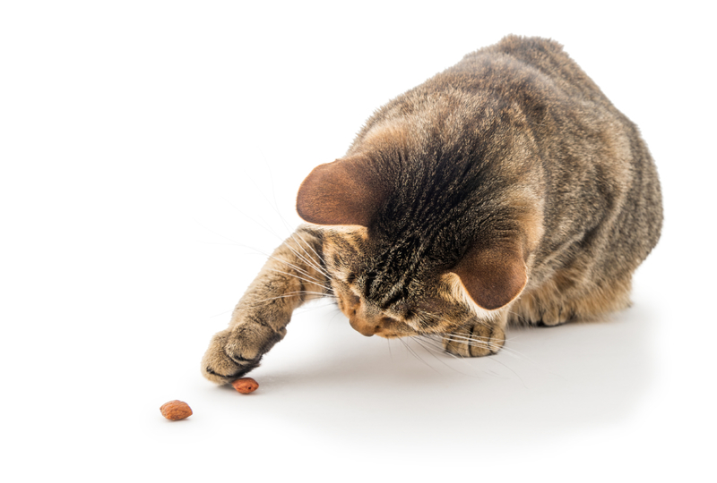 Playing With Their Food | Getty Images Photo by CHUYN