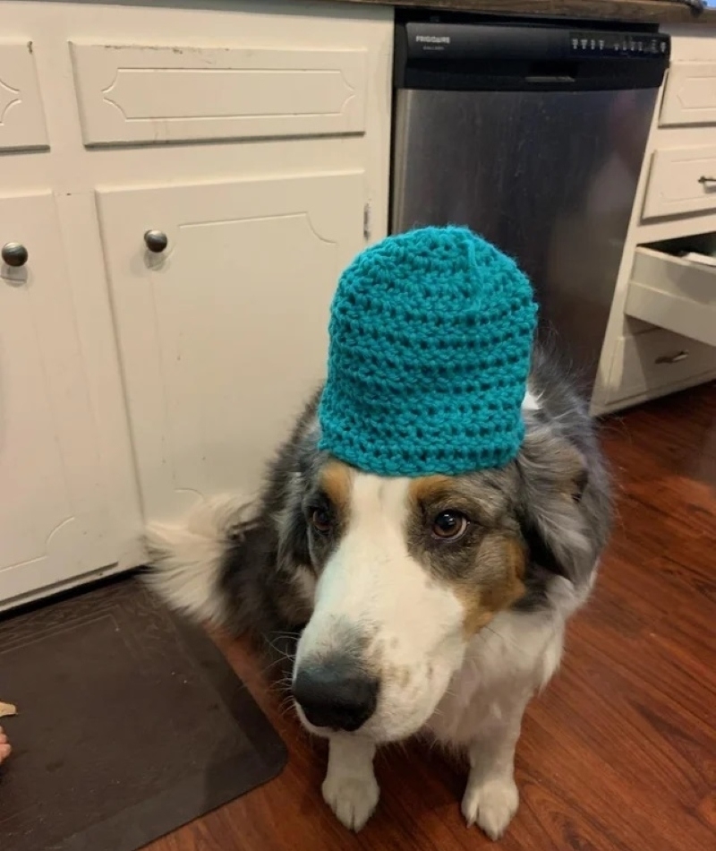 He Loves to Knit! | Reddit.com/patrickmitchellphoto