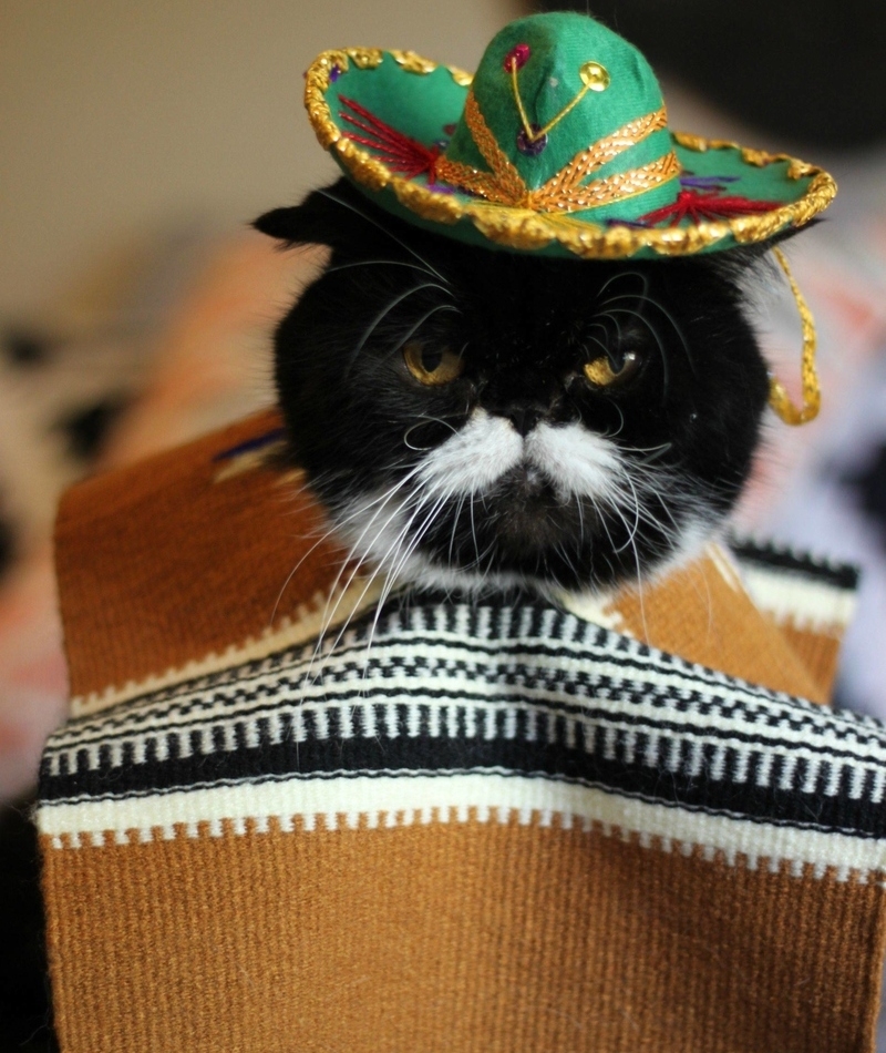 Silly Sombreros | Imgur.com/lOoka