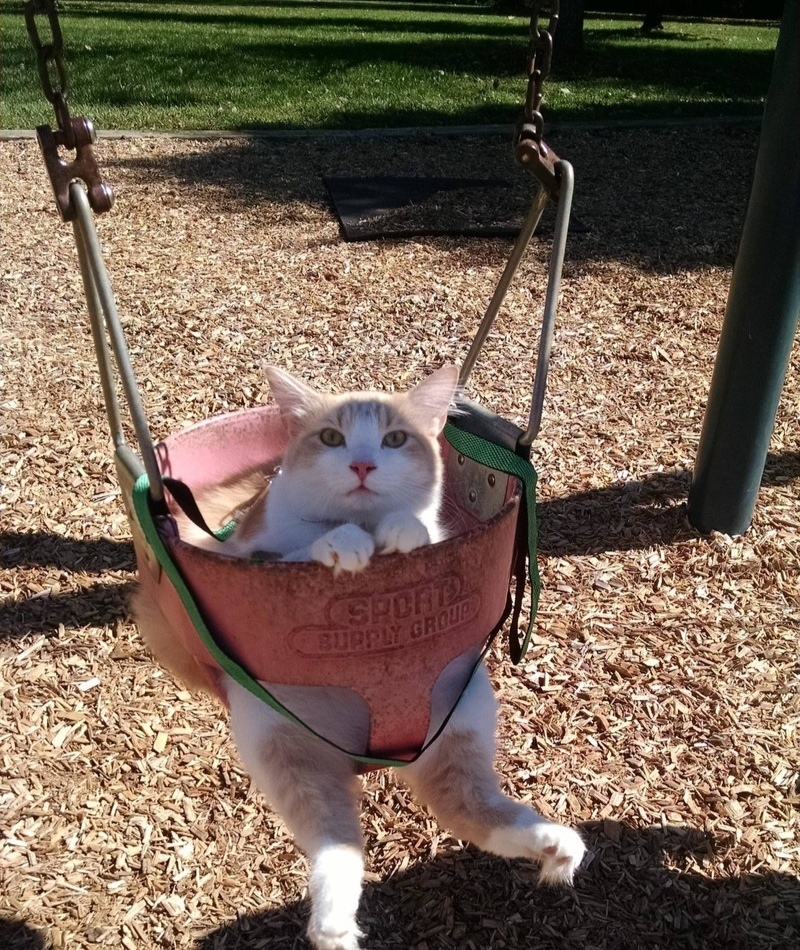 Playground Pets | Imgur.com/D0BteU6